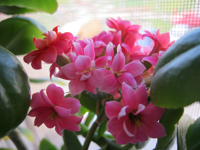 IMG_8062 - KALANCHOE
