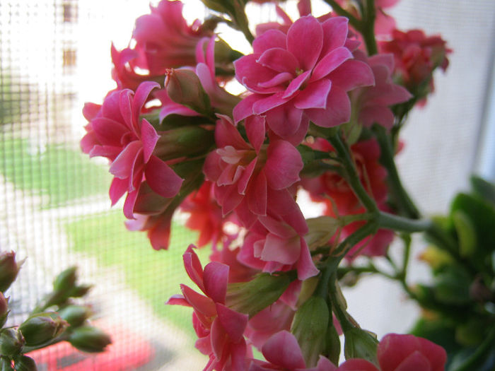 IMG_8063 - KALANCHOE