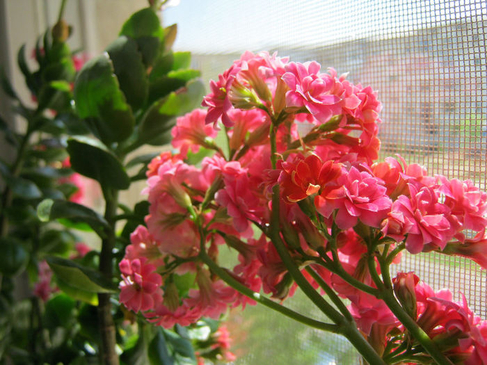 IMG_8240 - KALANCHOE