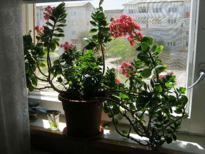 IMG_8241 - KALANCHOE