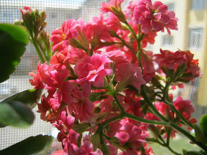IMG_8243 - KALANCHOE
