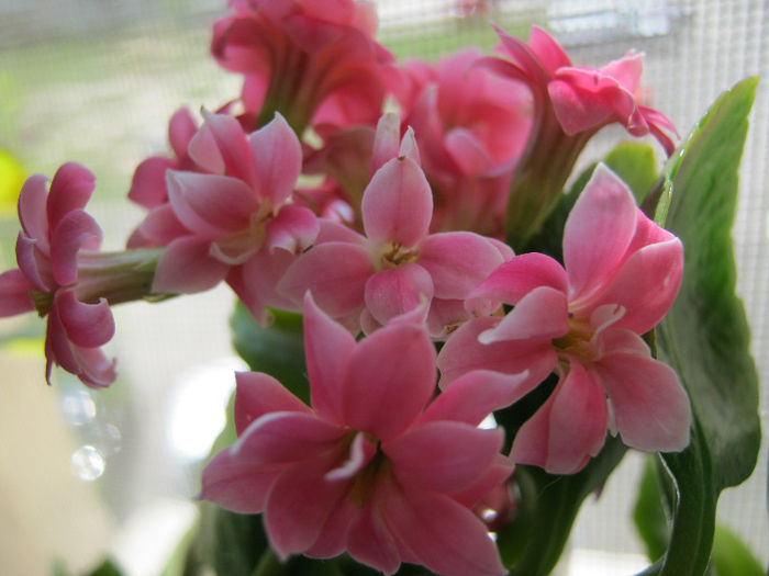 IMG_8244 - KALANCHOE