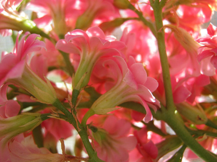 IMG_8252 - KALANCHOE