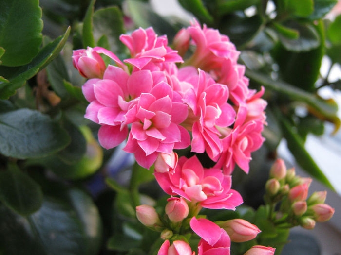 IMG_8370 - KALANCHOE