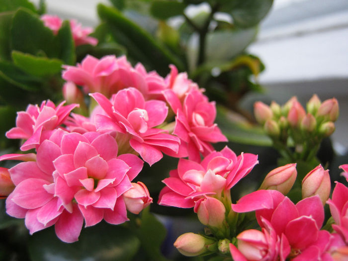 IMG_8372 - KALANCHOE