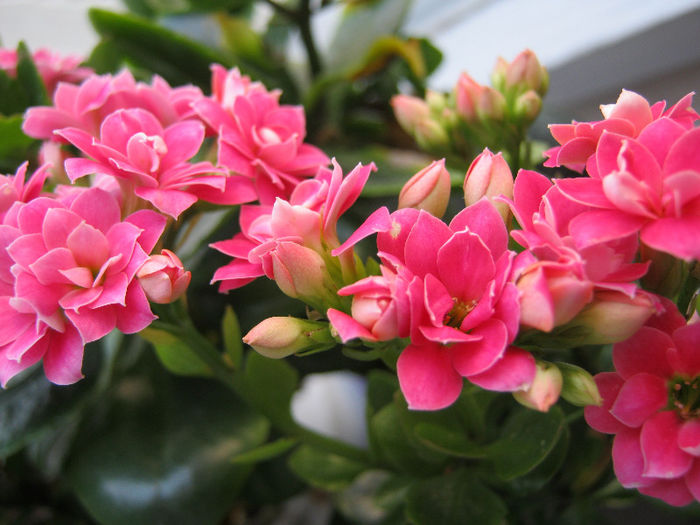 IMG_8373 - KALANCHOE