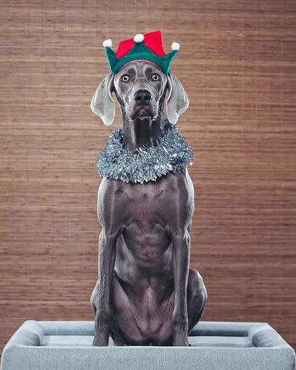 28 - x02-Alegeti poza