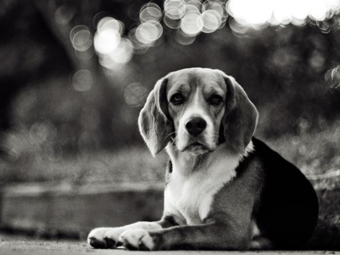 SuperVanzare - x02-Alegeti poza