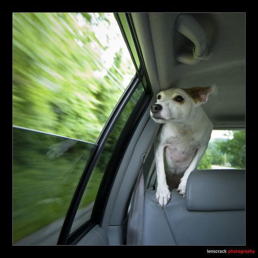 30 - x02-Alegeti poza