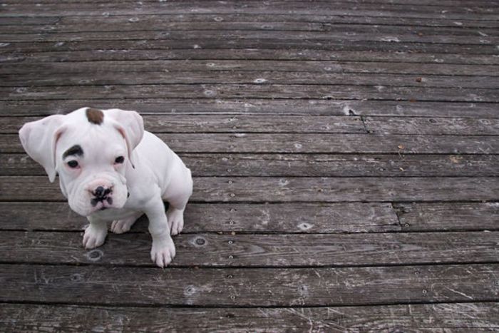 37 - x02-Alegeti poza