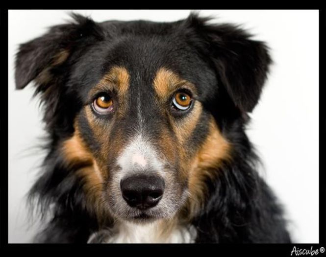 tisdalex3 - x02-Alegeti poza