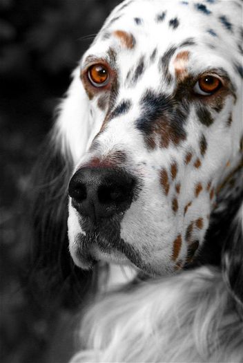 62 - x02-Alegeti poza