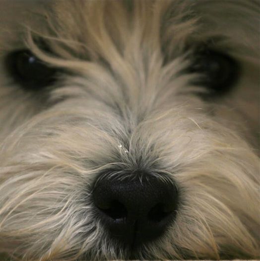 GOMEZspiritx3 - x02-Alegeti poza