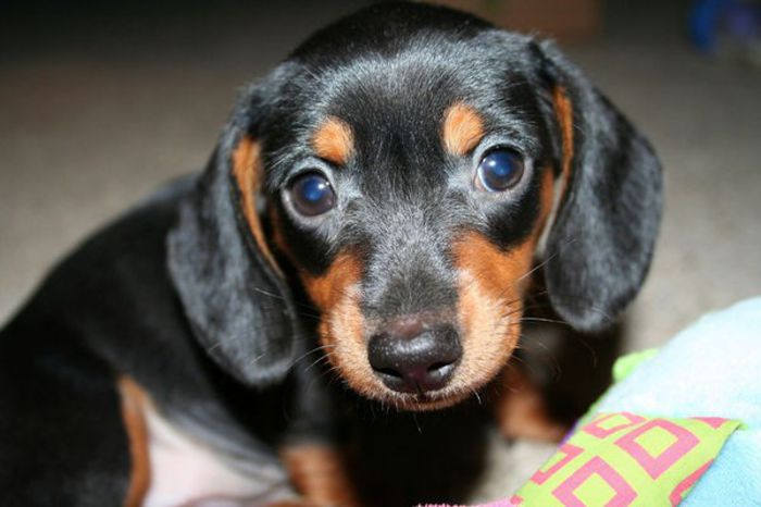 66 - x02-Alegeti poza