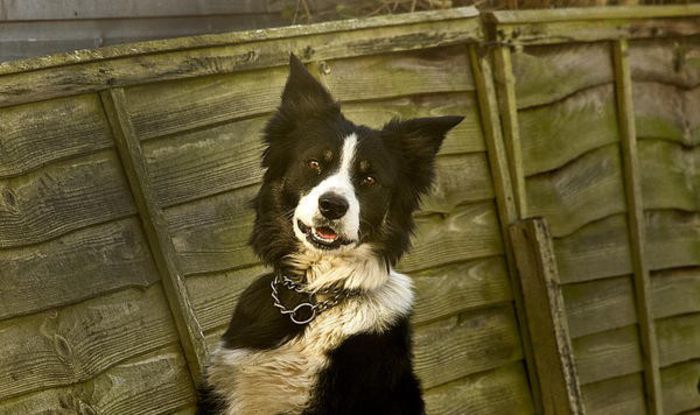 67 - x02-Alegeti poza