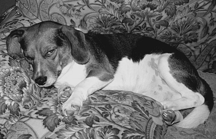 68 - x02-Alegeti poza