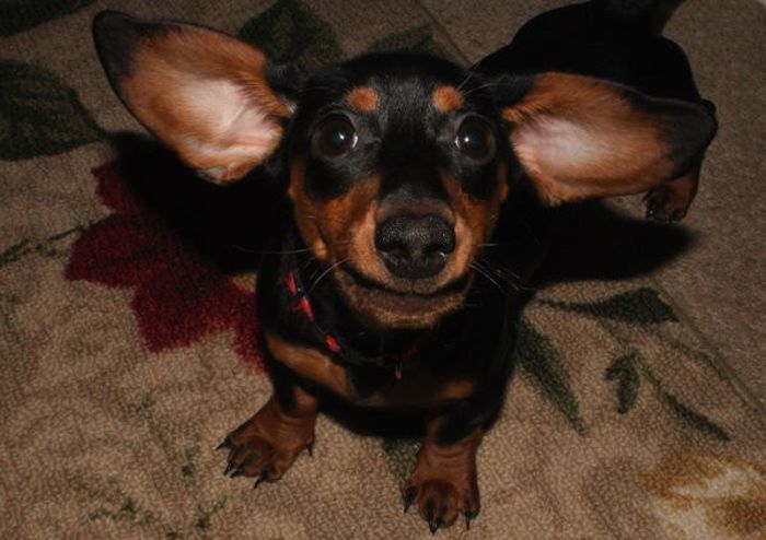 69 - x02-Alegeti poza