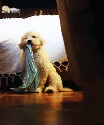 77 - x02-Alegeti poza