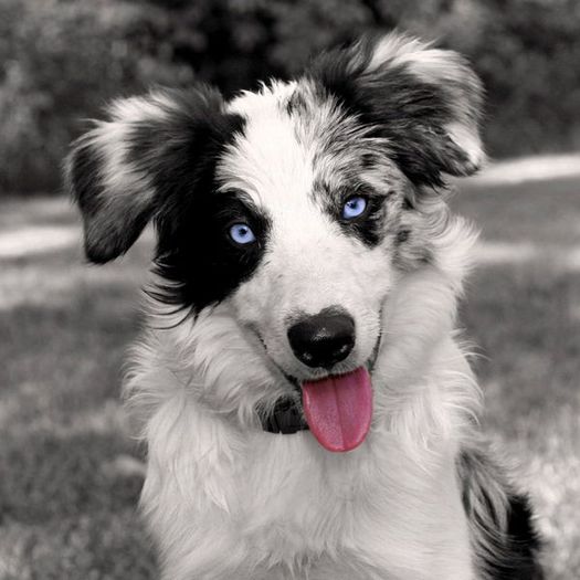 87 - x02-Alegeti poza