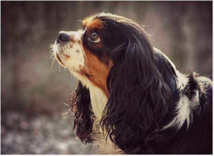 89 - x02-Alegeti poza