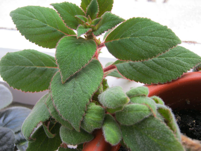 IMG_7315 - KOHLERIA MEA