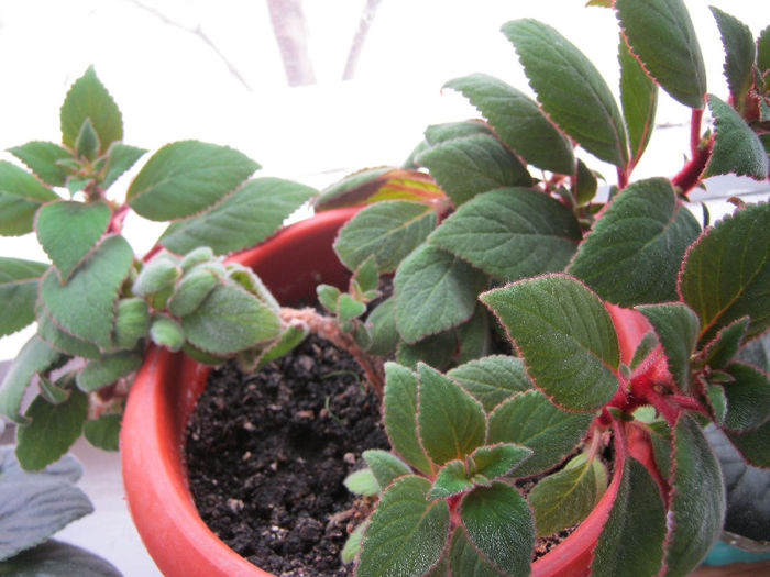 IMG_7316 - KOHLERIA MEA