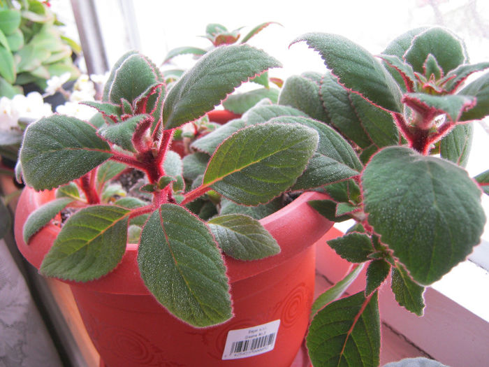 IMG_7397 - KOHLERIA MEA