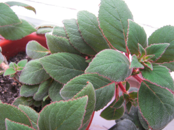 IMG_7404 - KOHLERIA MEA