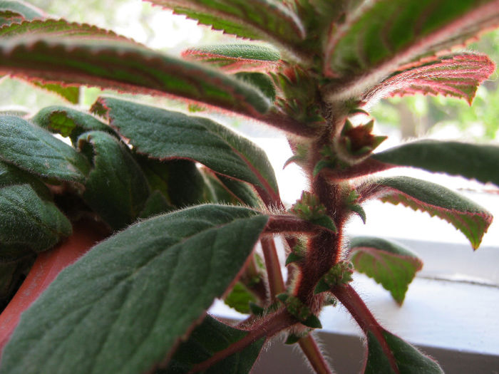 IMG_8173 - KOHLERIA MEA