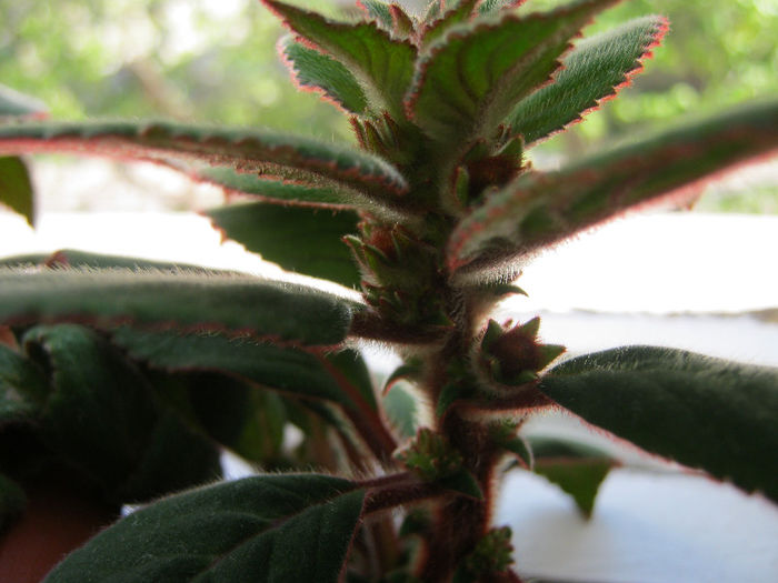 IMG_8174 - KOHLERIA MEA