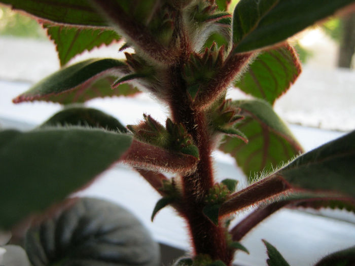 IMG_8354 - KOHLERIA MEA