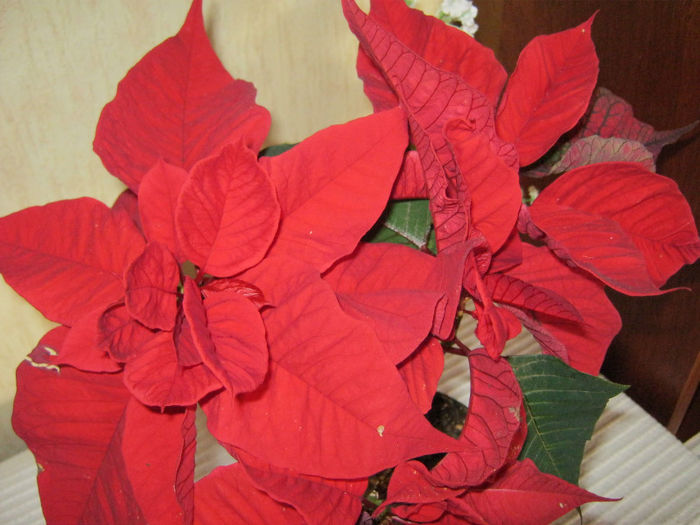 IMG_6817 - POINSETTIA_Steaua Craciunului