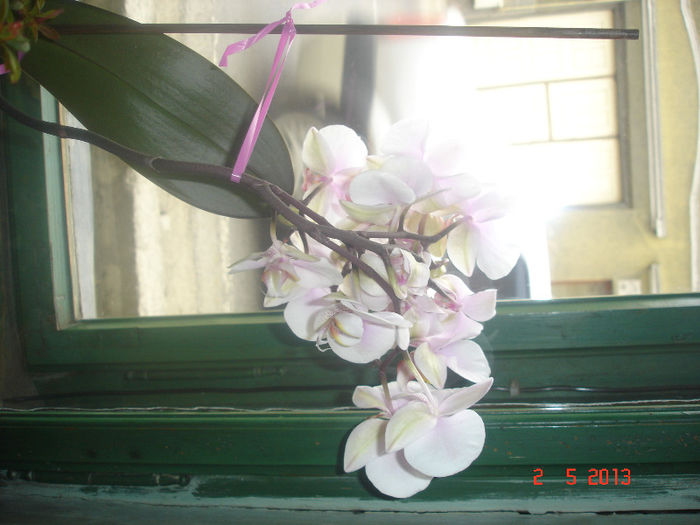 DSC06849 - Orhidee