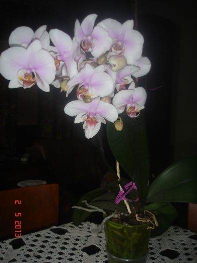 DSC06854 - Orhidee