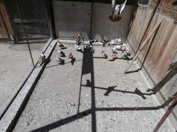 SERIA 1  2013 - F- PUI 2013