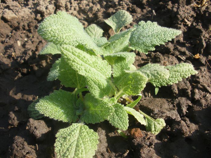 salvia muscat-Iarba lui Sf.Ioan