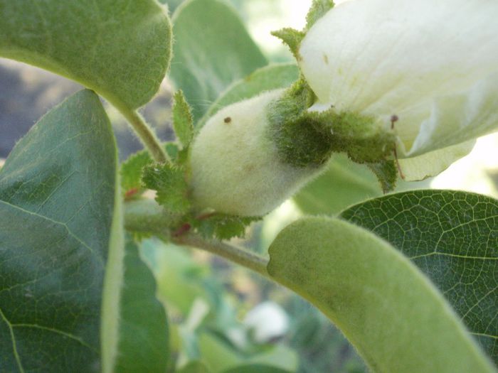 gutui salbatic - 2013