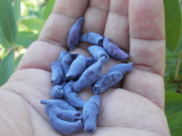 recolta tufa de 1 an de la plantare