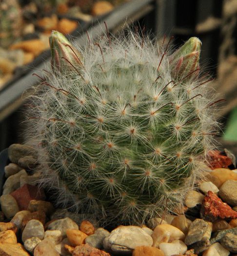 Mammillaria guelzowiana - Mammillaria guelzowiana