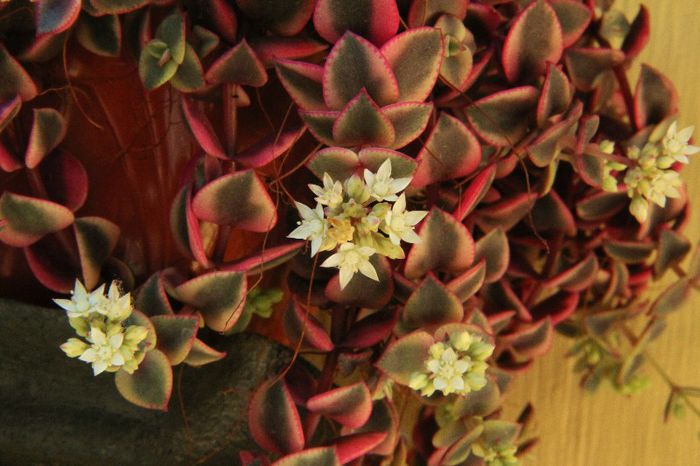 Crassula pellucida variegata - Crassula pellucida marginalis variegata