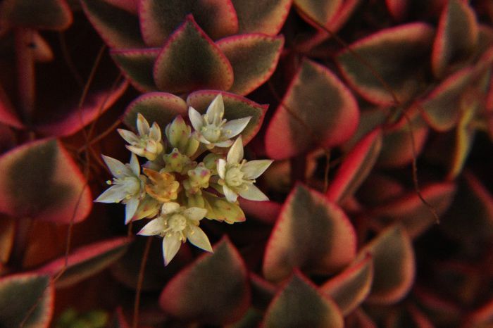 Crassula pellucida variegata - Crassula pellucida marginalis variegata