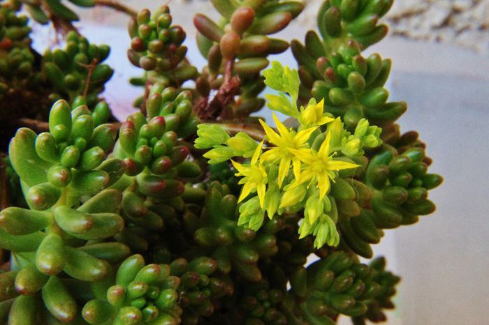 Sedum rubrotinctum