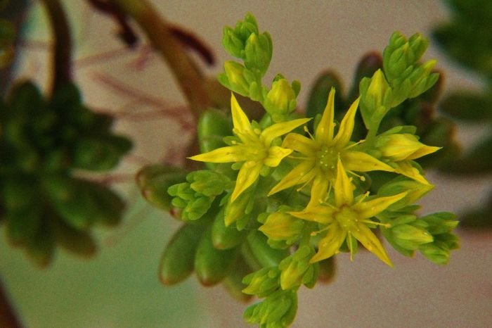 Sedum rubrotinctum