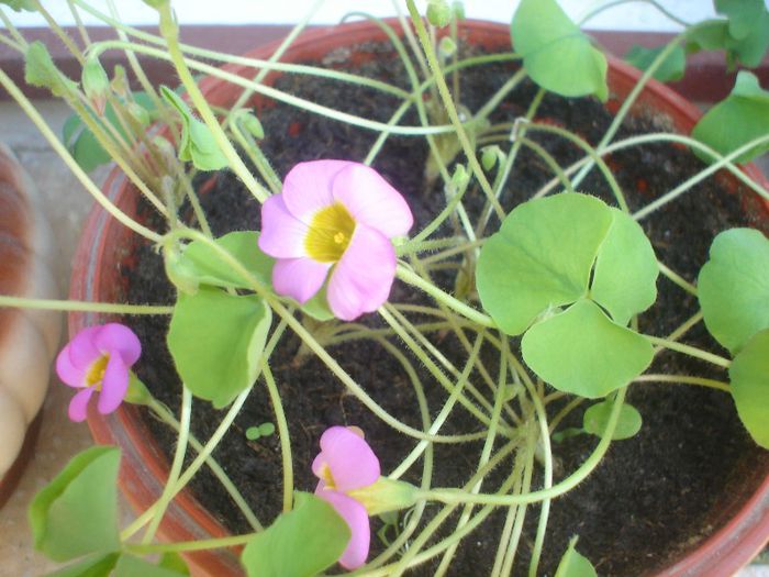 oxalis depressa