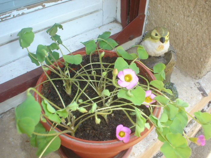 oxalis depressa