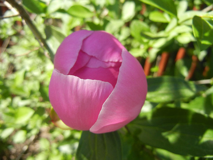 Peony. Bujor (2013, May 10) - BUJORI_Peony Paeonia