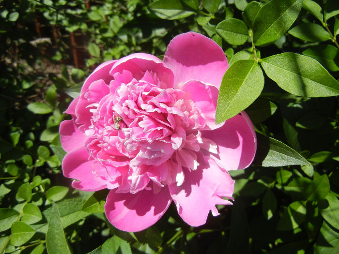 Peony. Bujor (2013, May 10) - BUJORI_Peony Paeonia