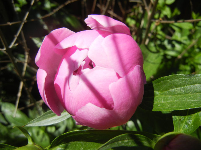 Peony. Bujor (2013, May 10) - BUJORI_Peony Paeonia