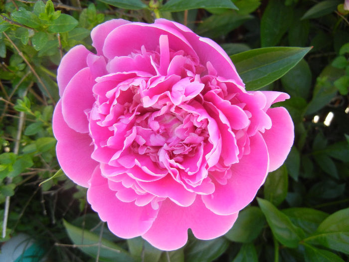 Peony. Bujor (2013, May 11) - BUJORI_Peony Paeonia