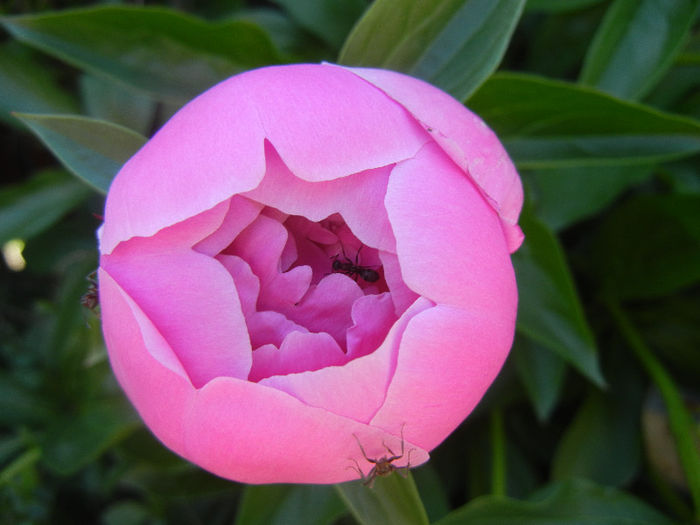 Peony. Bujor (2013, May 11) - BUJORI_Peony Paeonia